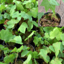 (GJ)가시없는민엄나무묘목(포트) 2그루