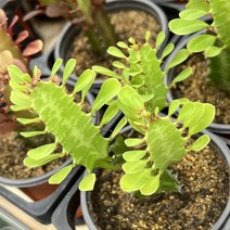 [올식스] 오채각 다육식물 다육이 키우기 공기정화식물 개업화분 선인장