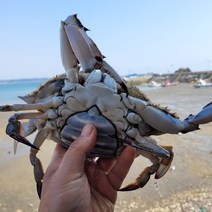 진심속 제철 활꽃게 태안꽃게 생물꽃게 암꽃게, 암꽃게1kg 대/중(2~3마리), 1개