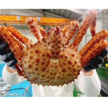 살아가는 활킹크랩 브라운 1.5kg, 2.5kg내외 브라운활킹크랩, 1개