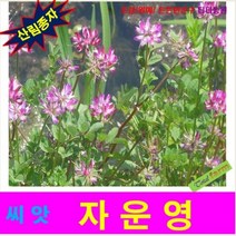 산림종자 자운영씨앗 500 립, 상세페이지 참조