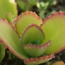 물드는 노랑 만손초 예쁜 다육 랜덤1-20, 단품, 1개