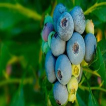 착한가격 나무생각 / 블루베리 / 신틸라 / 삽목6년 / 결실주, 주