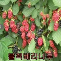 슈퍼복분자(블랙베리)나무 삽목2년특묘 나무 묘목 복분자나무