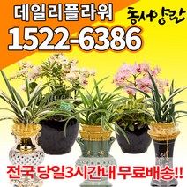 동양난 서양난 동양란 서양란 승진축하난 고급난 난배달, (선택65)플로선셋