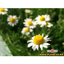 플러브 로먼카모마일
