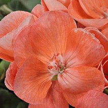 캔들씨 아로마 천연 에센셜오일 제라늄 E.O(인도) 천연비누 만들기 비누베이스, 30ml