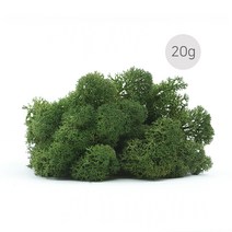 비오스 스칸디아모스 20g-천연이끼 공기정화식물, 5번