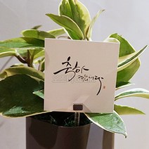 오즈디 화분소화기 인테리어 개업 집들이 이사 결혼 선물용