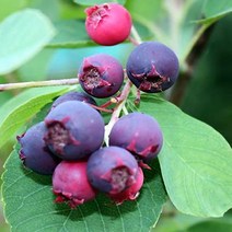 준베리나무 묘목 - 발레리나 삽목2년 포트 1개