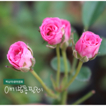 애기분홍찔레 [3포트] (복남이네 야생화 모종 스위트드림 미니 찔레 장미 brier), 1개
