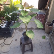 [나인에잇틴]휘커스움베르타 외목대 대품 399, 1개