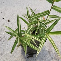 봄바람가든 흰줄무늬사사 꼼꼼한포장 지피식물 억새 갈대 그라스 사초 가을갈대 조릿대