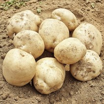 햇감자 두백감자 자색감자 못난이감자, 햇 수미감자 중 3kg