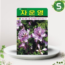 솔림텃밭몰 자운영씨앗 1000립 자운영 꽃씨앗 야생화 녹비작물, 단품