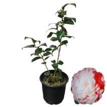 진천교 동백나무 동백분재 꽃피는식물 55, 1개