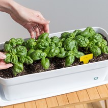 피플랜트 스위트 바질 화분 허브 키우기