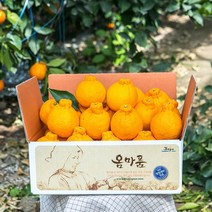 [옴마품]특고당도 제주 한라봉 9kg대과(22-30)-고당도추천