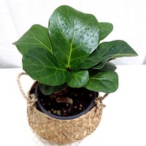 떡갈나무 떡갈고무나무 집에서 키우기 쉬운 식물 해초화분, 단품