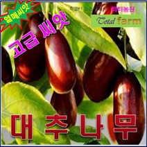 유실수씨앗/대추나무씨앗- 20g (약500립)