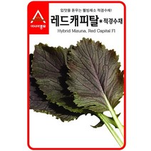 경수채 교나씨 레드캐피탈 적경수채 3g 종묘 -153EA givenus11404*81542033pT, 본상품선택