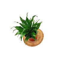 [소예방] 콤팩타 소품 공기정화식물 플랜테리어, 1개