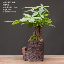 인테리어 진열 장식품 돈 버는 나무 홈데코소품 사무실 응접실이 있다 티테이블 그린 뤄문죽 도자기 화분 2359177666, 재물과 소나무 대야 -인 와 대야 _
