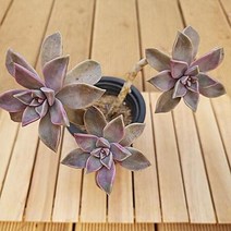 분홍용월 다육이 키우기 쉬운 예쁜 다육 가을식물3-45