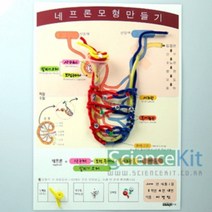 (SC) 네프론 모형만들기(4인용) 실험교구 과학교재 단체실험 과학실험키트 조별실험