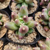 천대전송(소) 다육식물 선인장