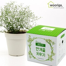 우리가스토리 미니화분키우기 꽃 화초 공기정화식물 새싹 허브 텃밭 화분 상추재배 새싹키우기, 1팩, 꽃집사_안개꽃
