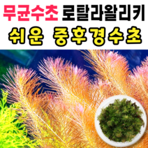 [수초스토어] 무균 로탈라왈리키 수초 컵 조직배양 / 구피 새우 어항 검역 쉬운 키우기 예쁜 은신처 전경 중경 후경 초보 자연 풍성한 흑사 무이탄 치어 베타 열대어