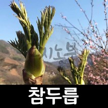 참두릅/두릅나무/두릅묘목/실생1년 포트/도시농부