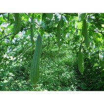 (원진약초농원) 생 수세미 10kg/수세미열매/효소용/중탕용, 중탕용