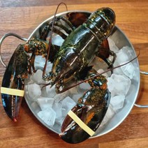 캐나다 항공직송 활 랍스터 500g 600g 700g 1kg 바닷가재 랍스타, 활 랍스터_[생존율반반]_500g, 1개