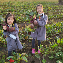 제주도 무농약 레드 비트 5kg 햇비트, 제주 무농약 햇비트 5kg (상/13개 전후), 1개