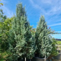 착한가격나무생각/블루엔젤/삽목2년/뿌리묘/20주