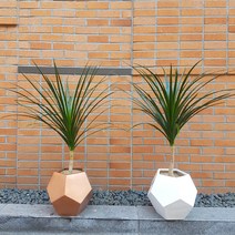Wgarden 드라세나 드라코 개업화분 공기정화식물 인테리어화분, 골드(서울지역배송), 1개