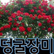 순희농장넝쿨장미 덩쿨장미 넝쿨장미묘목 넝쿨장미 빨강색, 1개, 넝쿨장미묘목 빨강색