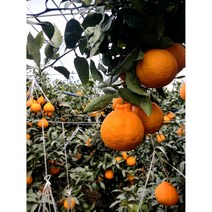[임실순녀농장] [산지직송] 제주 한라봉 3kg 5kg (가정용 선물용), 가정용, 1박스