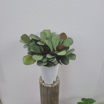 실내공기정화식물 칼라데아 아마그리수 중대품 30-50cm 249