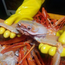 우렁각시 실속 자숙홍게 박달 홍게 3kg 5kg, 03_박달급홍게3kg(9~12마리)