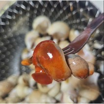 -어판장직송- 구룡포 자연산 백골뱅이(백고동) 당일조업~배송 생물(활), (중) 1kg