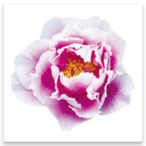 모란꽃 33종 돈들어오는 그림 한국화 캔버스액자 인테리어액자 거실액자 침실액자, 모란꽃12