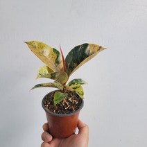 실내공기정화식물 쉬즈베리아나 고무나무 소품 15-25cm 59