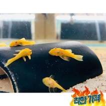 L-144 안시숏핀 3~4cm 열대어 청소물고기, L-144 안시숏핀 3~4cm 3마리/ 열대어 관상어