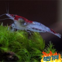 청룡 레리새우(5마리) 생이새우 애완 관상용 새우 키우기