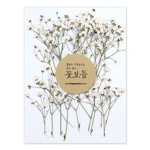 그린팜네이처 꽃보듬 압화-안개꽃, 화이트