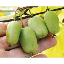 (나무농장) 왕다래(용성2호) 삽목2년 4치포트