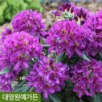 만병초 12cm포트 정원수 꽃나무, 02. 로지엄핑크, 1개